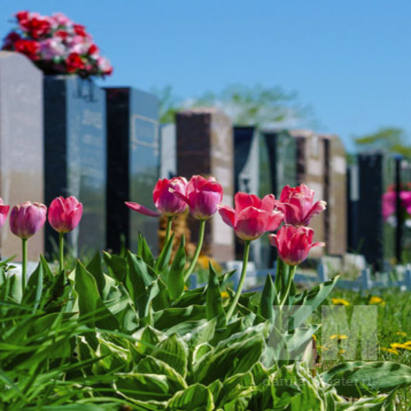 Розовые тюльпаны